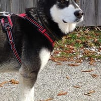 Toller Harry, Hund zur Adoption