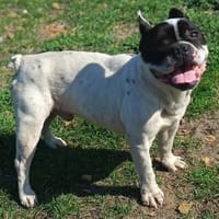 Dolfi, es kann nur besser werden, Hund zur Adoption