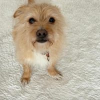 verschmuster Roger will dazugehören, Hund zur Adoption