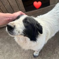 Lieber Rüde Timmy sucht Zuhause, Hund zur Adoption