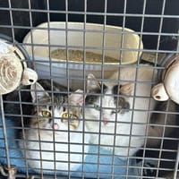 Luna und Chrysa aus dem Tierschutz, Katze zur Adoption