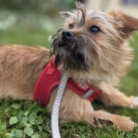 Toffee - ein echtes Goldstück, Hund zur Adoption