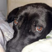 DAFNE 💚💚💚sucht Für-immer-Zuhause, Hündin zur Adoption