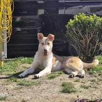 Sunny möchte strahlen, Hündin zur Adoption