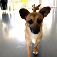 Kim - aussergewöhnliche Hundedame, Hündin zur Adoption