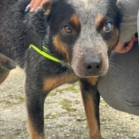 Spruzzo 💙💙💙 möchte gefallen, Hund zur Adoption