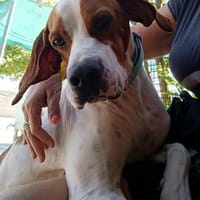 Neil, Hund zur Adoption