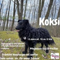 Koksi sucht seine Menschen🐾, Hund zur Adoption