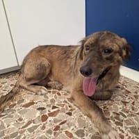 Conny 💜💜💜 aufgeschlossen, liebenswert, Hündin zur Adoption
