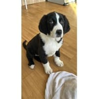 Suki - wartet in 91058 Erlangen, Hündin zur Adoption