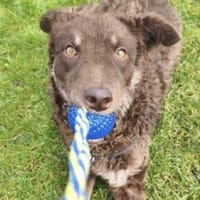 Menschenbezogene Beanie sucht dich, Hündin zur Adoption