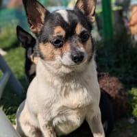 Ariel, kleine Chihuahua Dame geb. 2021, Hündin zur Adoption