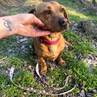 Samu, freundlicher Dackelmix Rüde, Hund zur Adoption