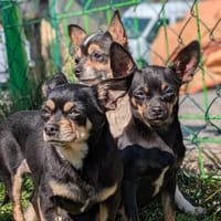 Cookie, süße Chihuahua Hündin, Hündin zur Adoption