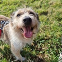 Grillo - möchte die Welt entdecken, Hund zur Adoption