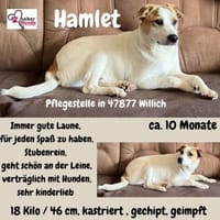 Hamlet sucht sein großes Glück 🐾, Hund zur Adoption