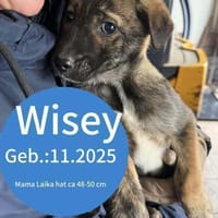 Welpe Wisey möchte die Welt entdecken!, Hund zur Adoption