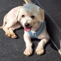 Peaches in 69126 Heidelberg, Hündin zur Adoption