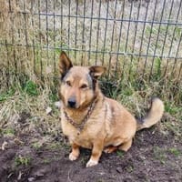 Lieber kleiner Senior Lüdi sucht Zuhause, Hund zur Adoption