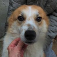 BENJI 💙💙💙 wünscht sich ein Zuhause, Hund zur Adoption