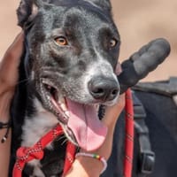 Moflete sucht sein perfect match, Hund zur Adoption