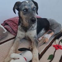 Spot - jung + liebesbedürftig, Hund zur Adoption