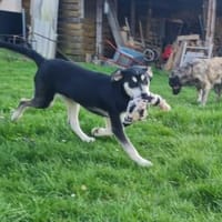 Afra, aktiver Husky/Viszla Mix Welpe, Hündin zur Adoption