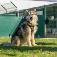 JERK, chien à adopter