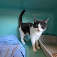 FOXY, chatte à adopter