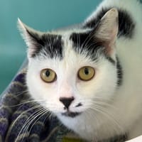 Camille, chatte à adopter