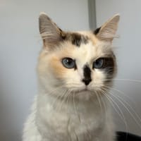 Meiga, chatte à adopter