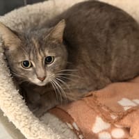 RUNE, chatte à adopter