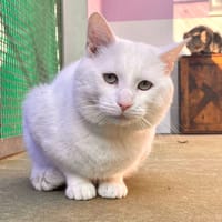 ALASKA, chat à adopter
