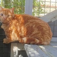 Brownie, chat à adopter