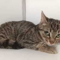 YOSHI, chatte à adopter