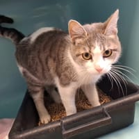 MOCHI, chatte à adopter