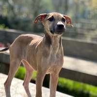 SPOTY [CHIOT], chienne à adopter