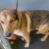 Sniper, chien à adopter