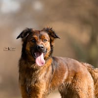 Sao Polo, chien à adopter