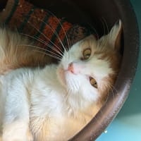 LOPI, chat à adopter