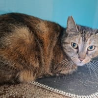 MARTHA, chatte à adopter