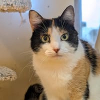 ETOILE A15885, chatte à adopter