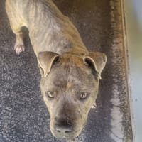 Wilson, chien à adopter