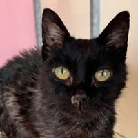 Venise, chatte à adopter