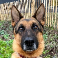 TAZ, chien à adopter