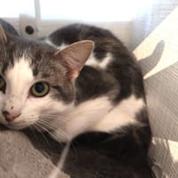 BALI, chat à adopter