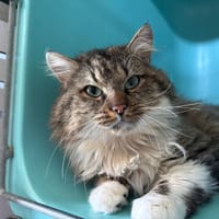 Sango, chat à adopter