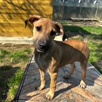 SUNNY [CHIOT], chien à adopter