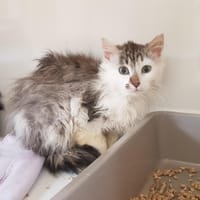 RIF-RAF, chat à adopter