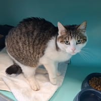 LISA, chatte à adopter